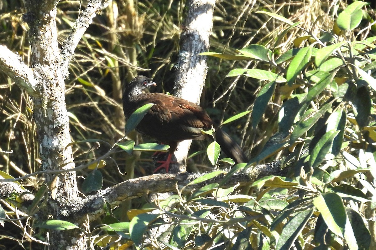 andeshokko - ML646460359