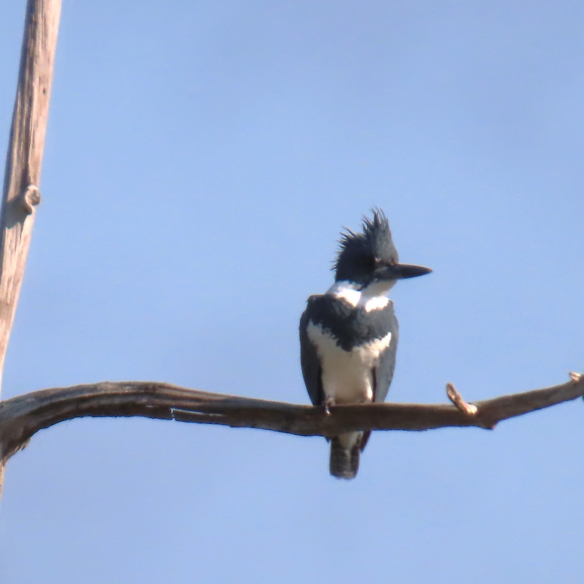 Рибалочка-чубань північний - ML646460360