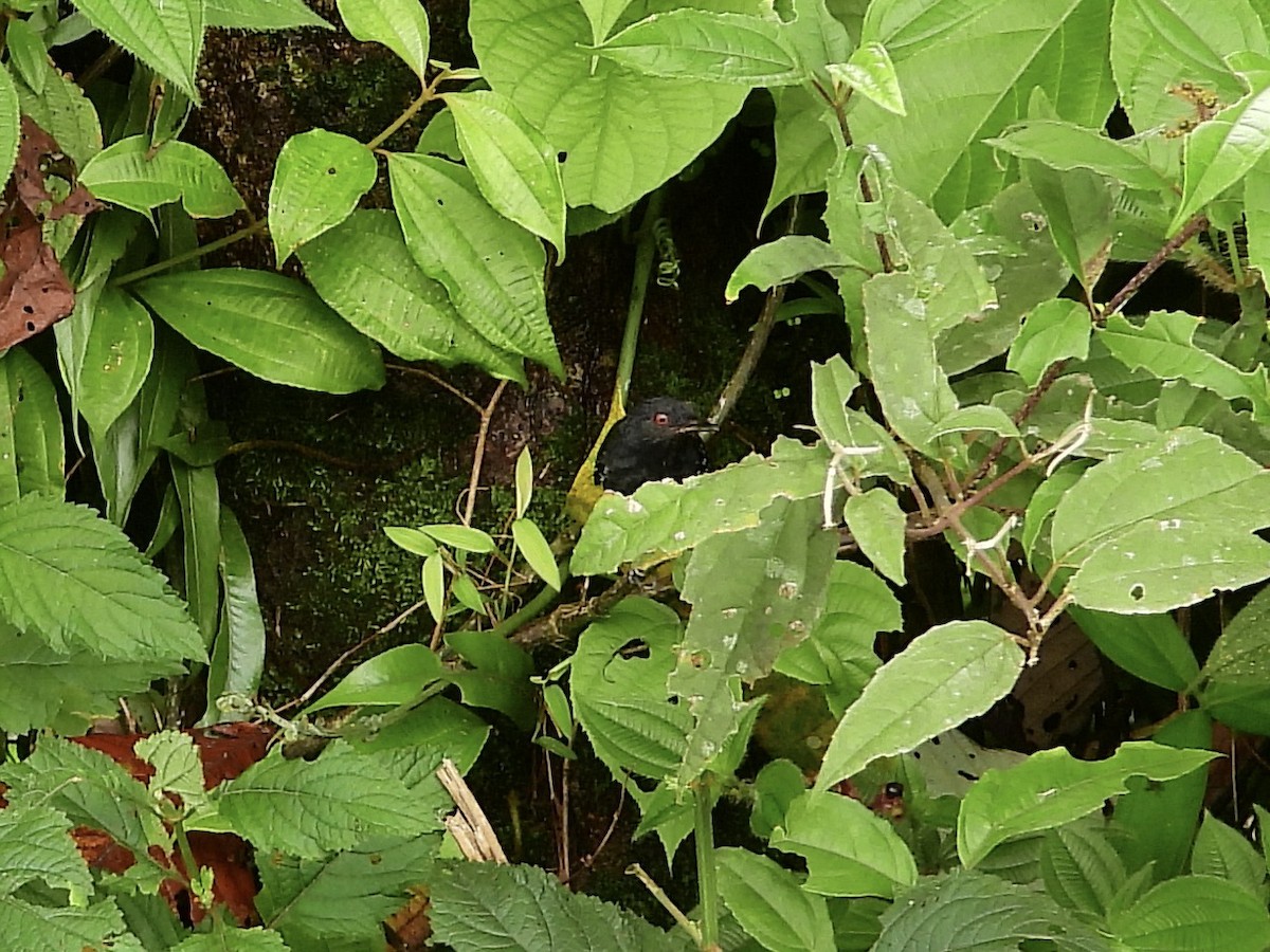 Dull-mantled Antbird - ML646460364