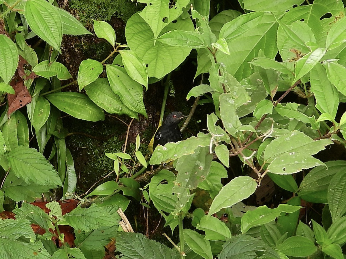 Dull-mantled Antbird - ML646460365