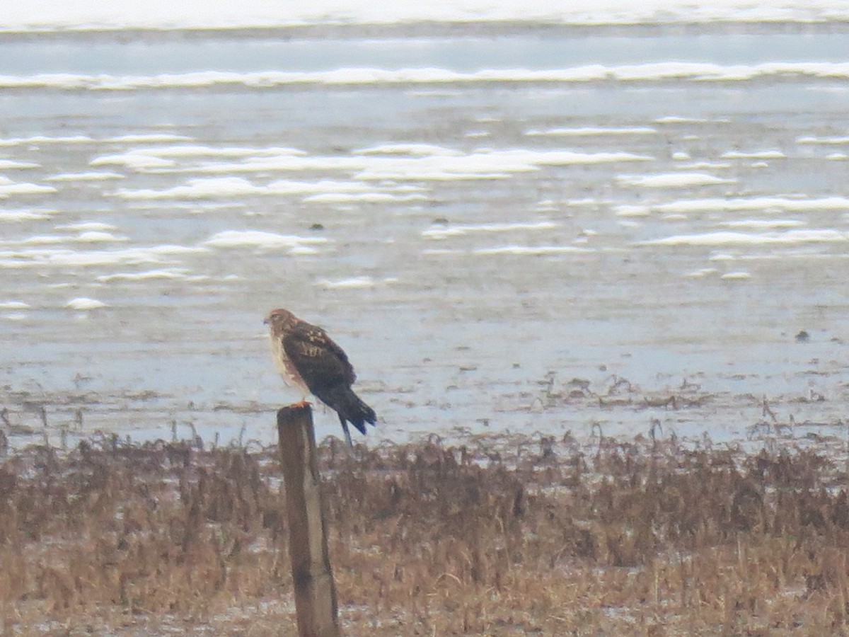 Northern Harrier - ML646460366