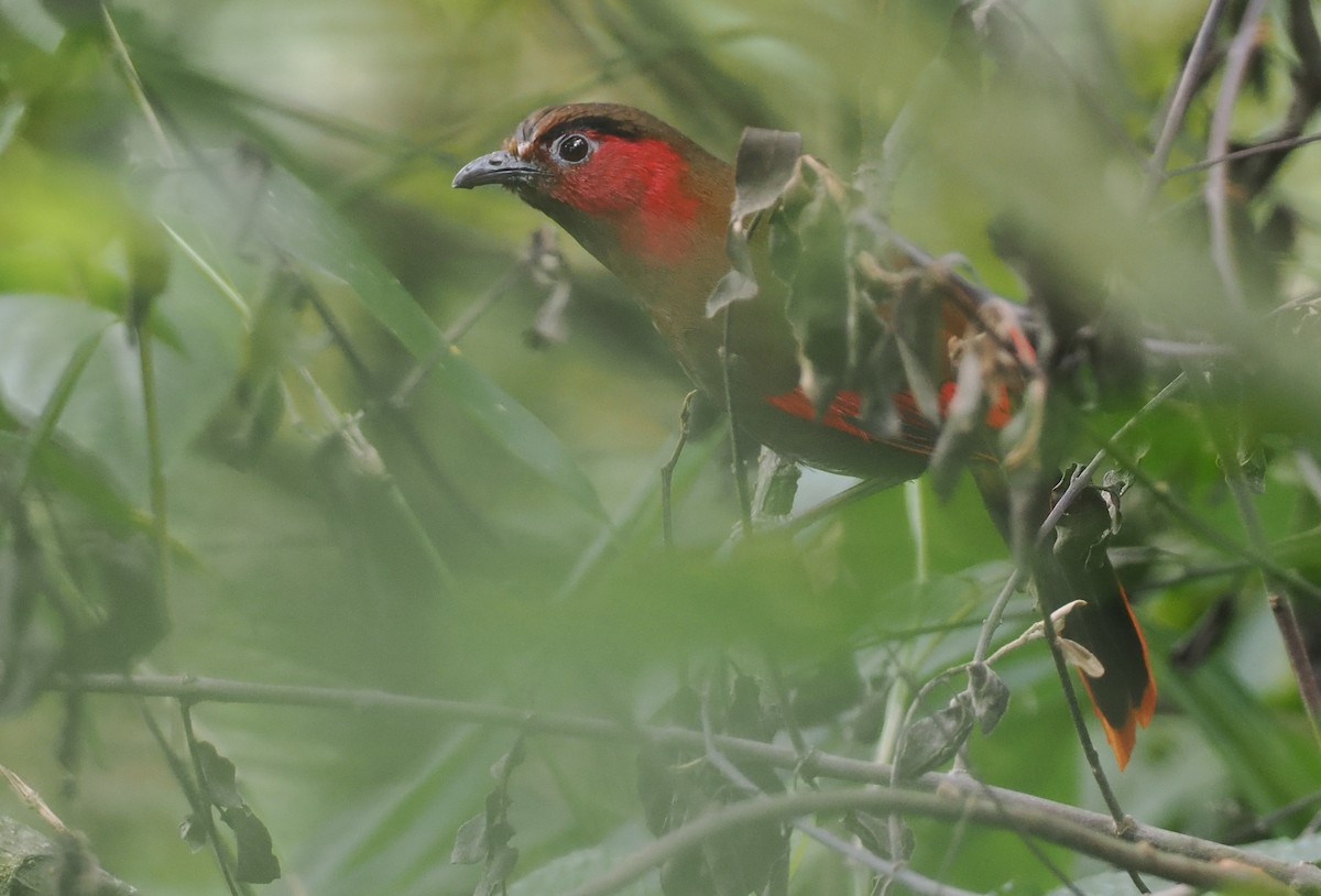 アカガオヤブドリ - ML646460367