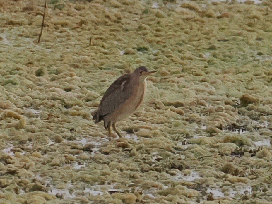 Chinadommel - ML646460369