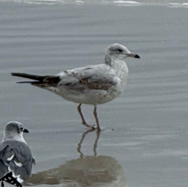 Ring-billed Gull - ML646460371