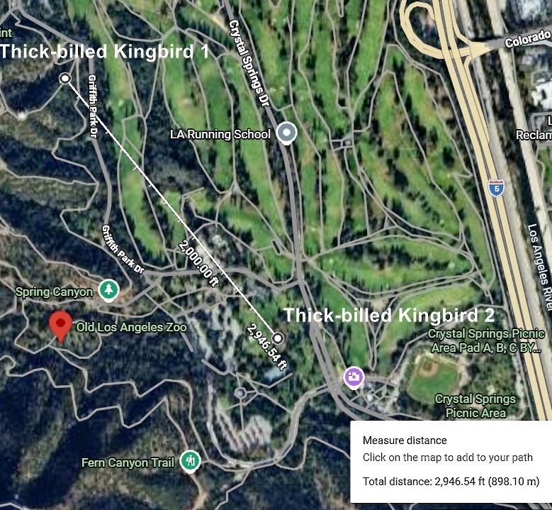 Thick-billed Kingbird - ML646460372