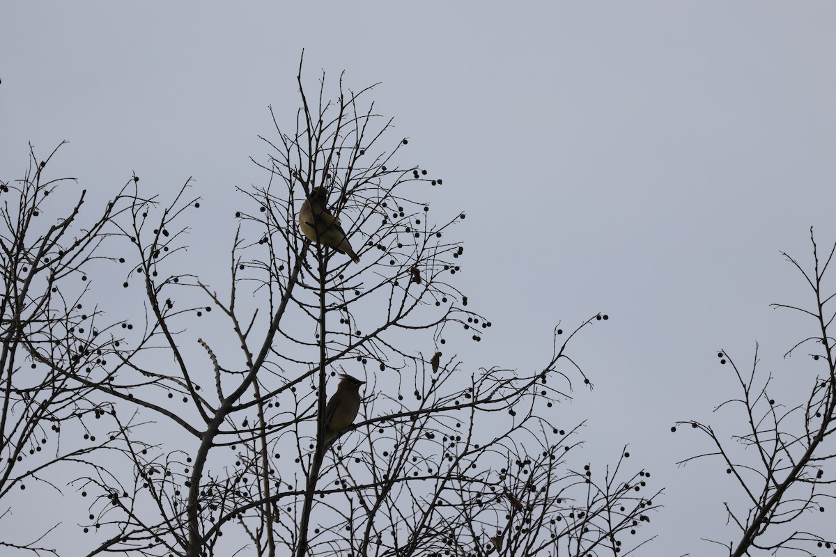 Cedar Waxwing - ML646460374