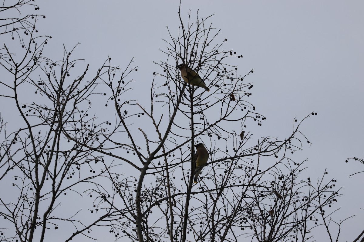 Cedar Waxwing - ML646460375