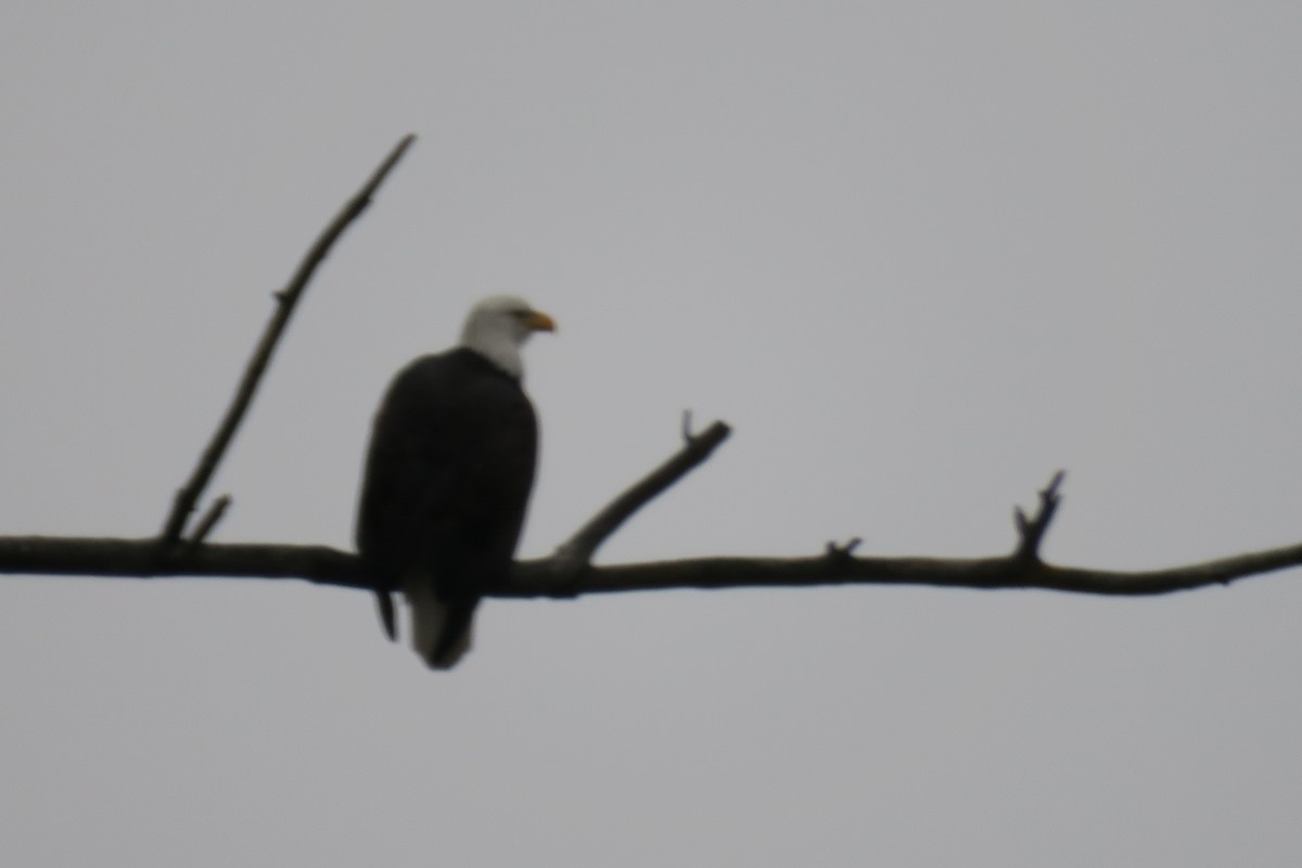 Bald Eagle - ML646460376