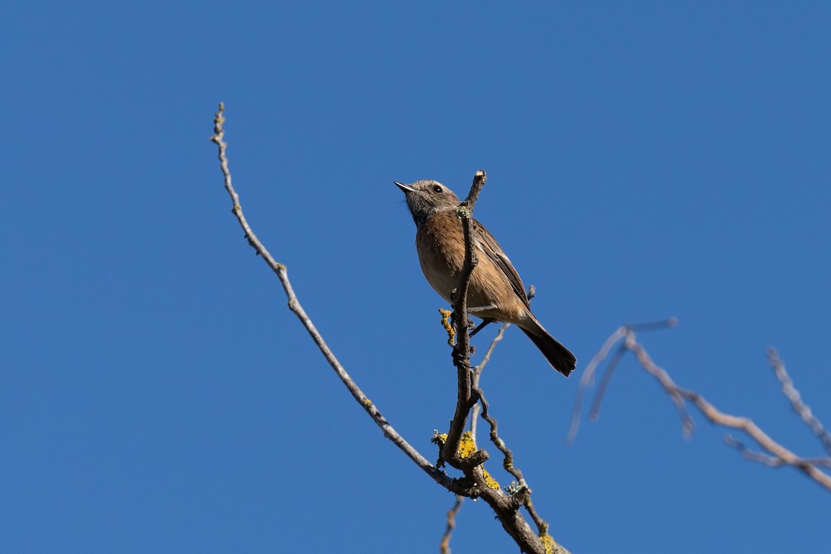 European Stonechat - ML646460378