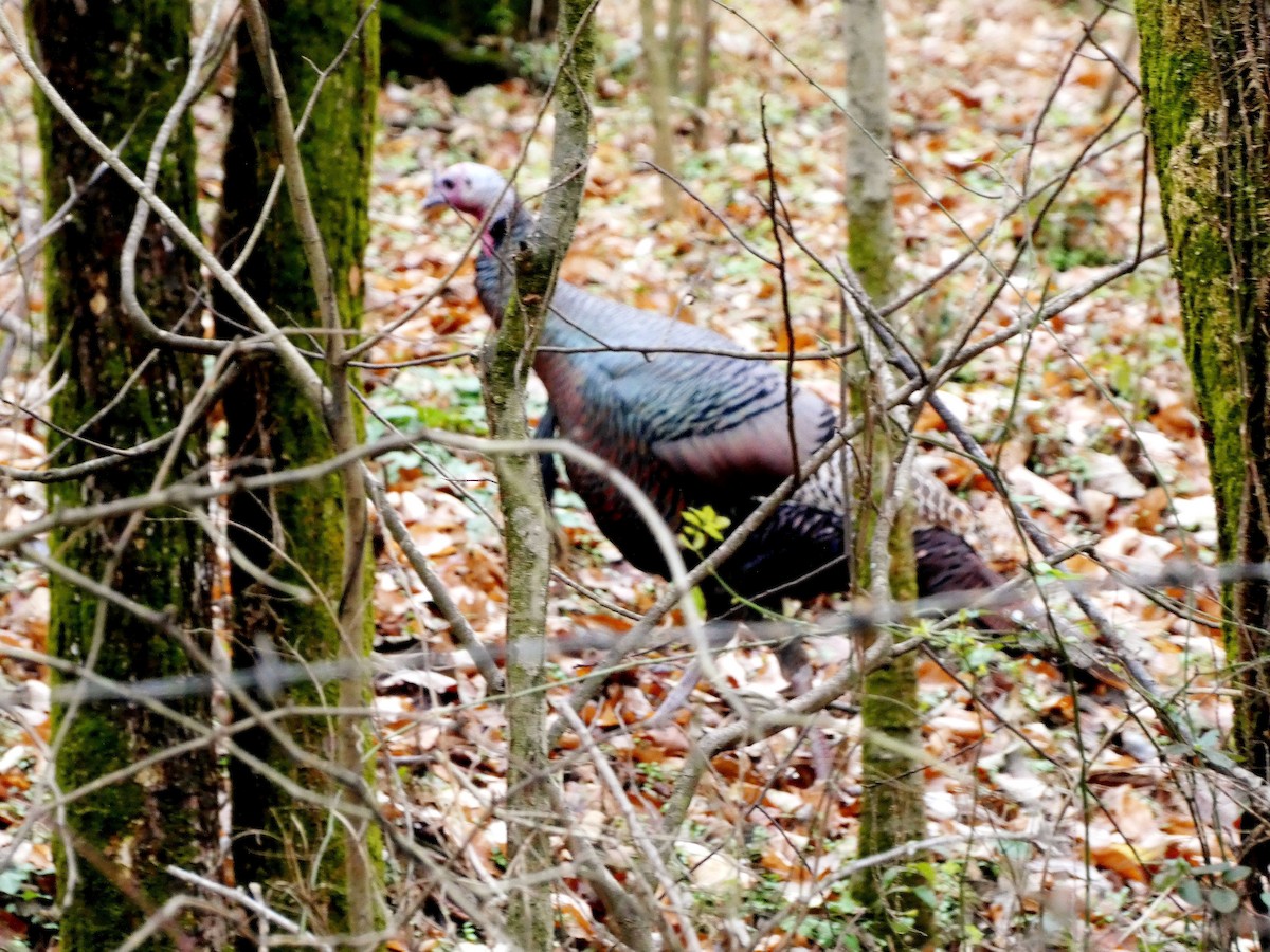 Wild Turkey - ML646460379