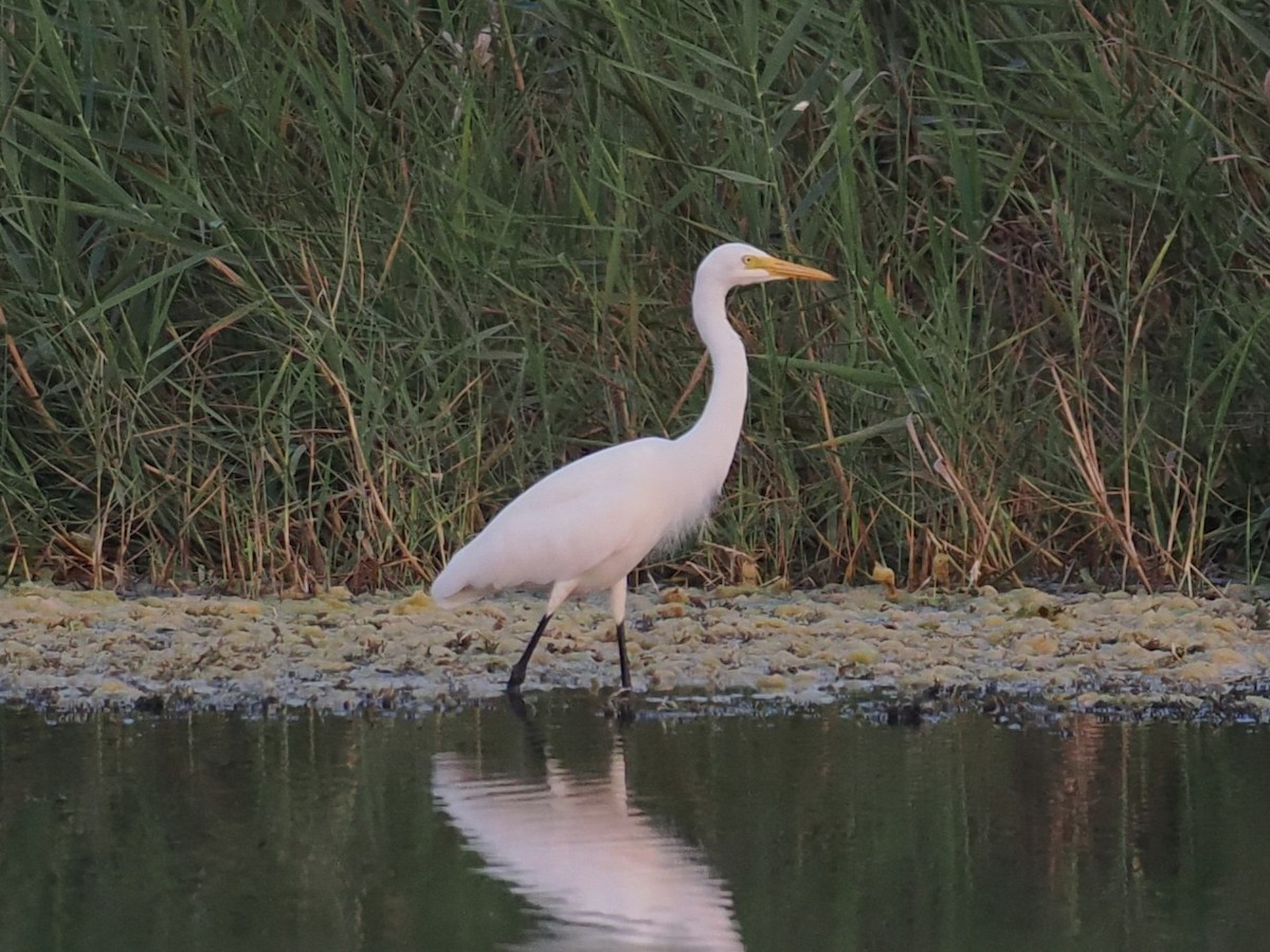 Afrika-/Asienmittelreiher - ML646460380