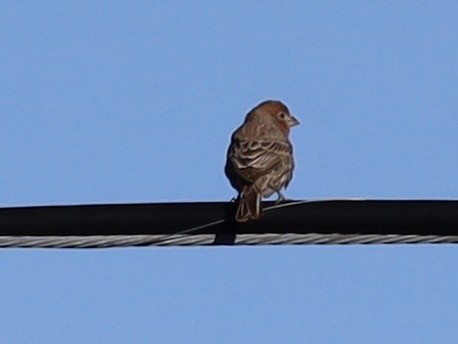 House Finch - ML646460381