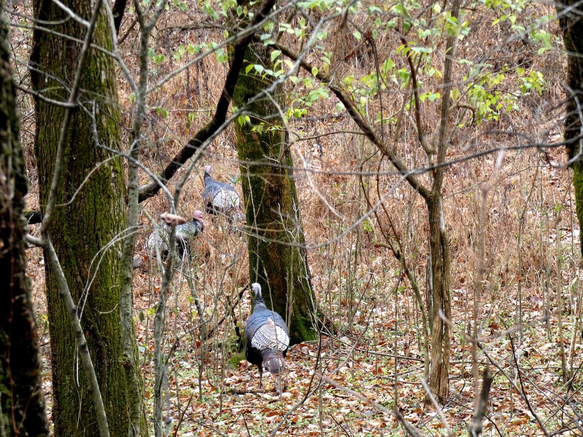 Wild Turkey - ML646460384