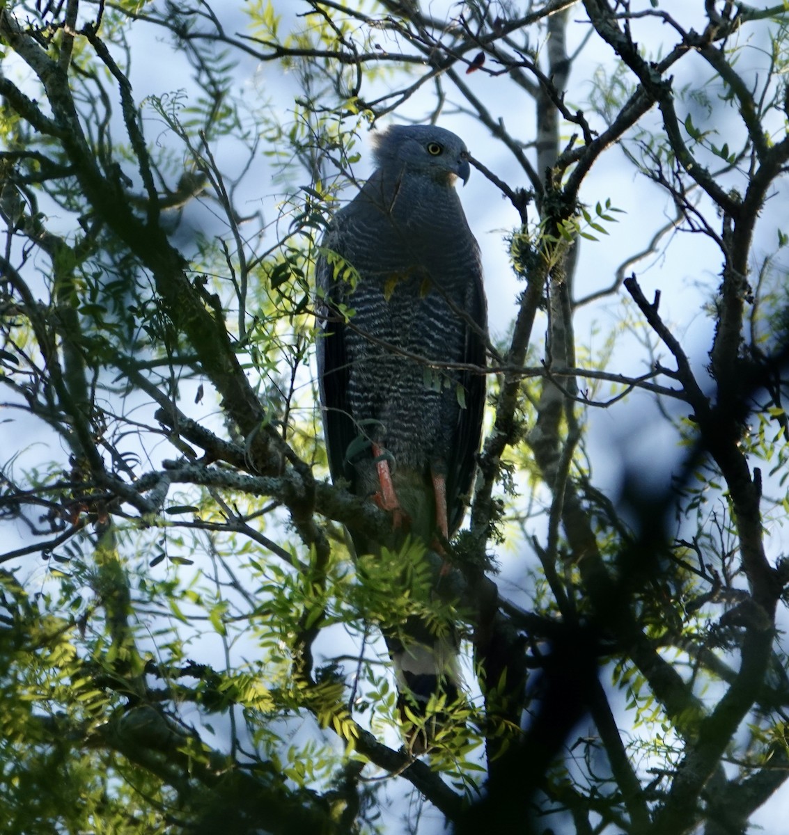 Crane Hawk - ML646460385