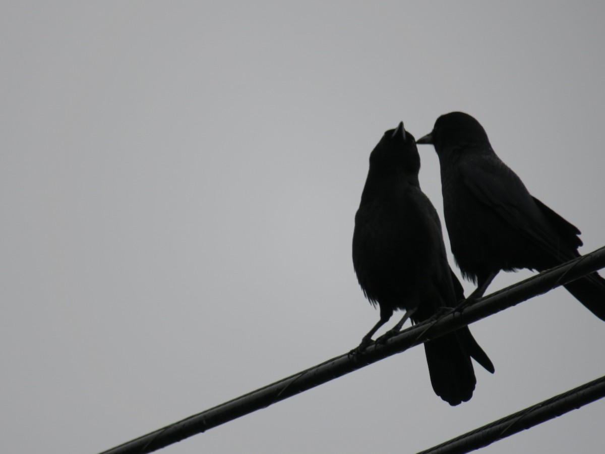 American Crow - ML646460386