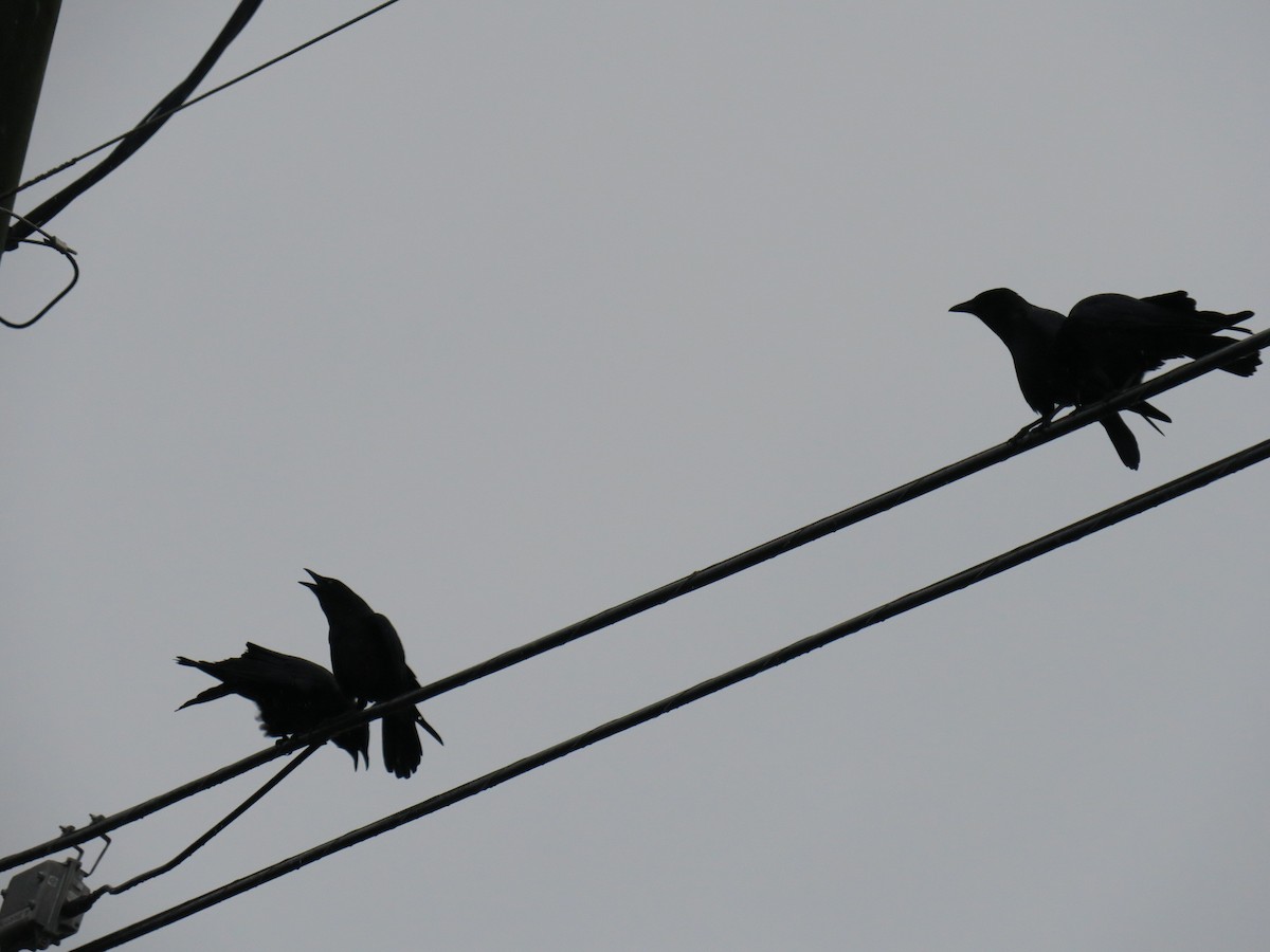 American Crow - ML646460387