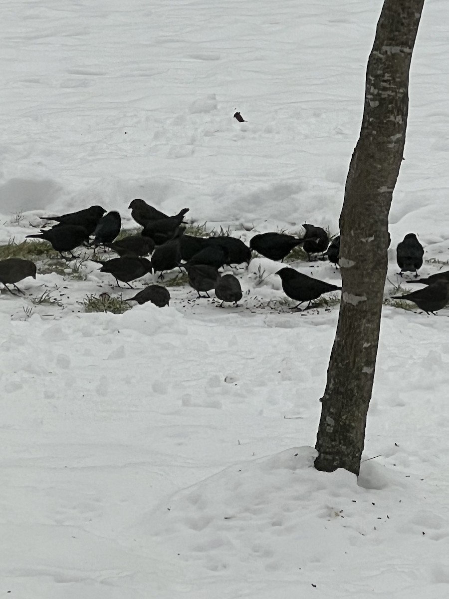 Braunkopf-Kuhstärling - ML646460389