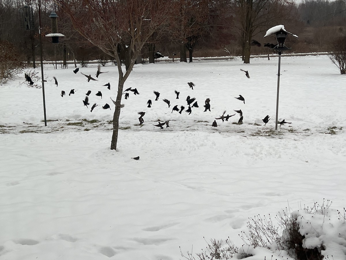 Braunkopf-Kuhstärling - ML646460390