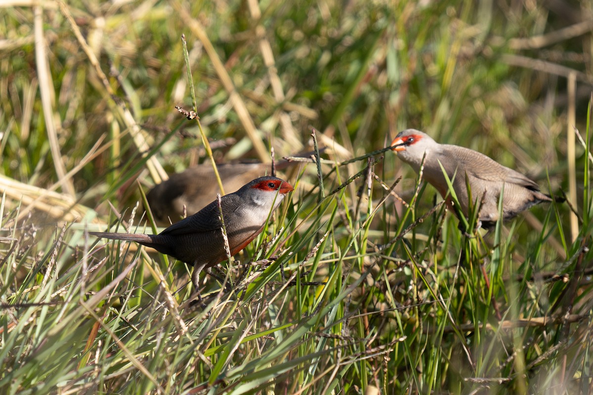 Common Waxbill - ML646460392