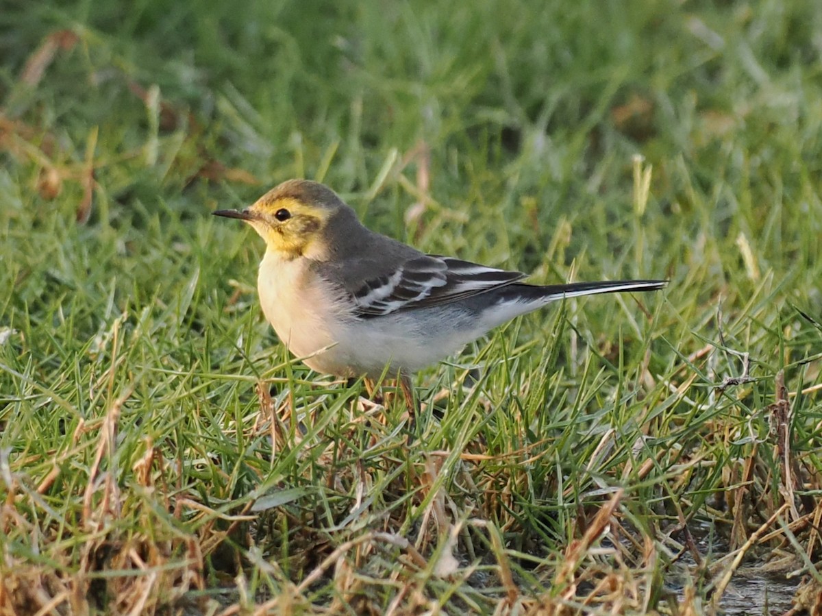 Zitronenstelze - ML646460393