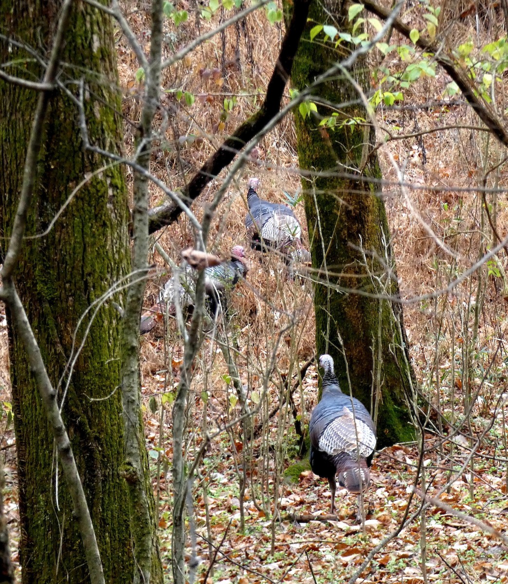 Wild Turkey - ML646460394