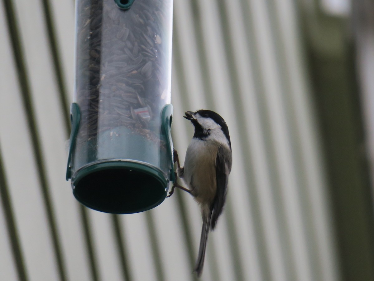 Black-capped Chickadee - ML646460395