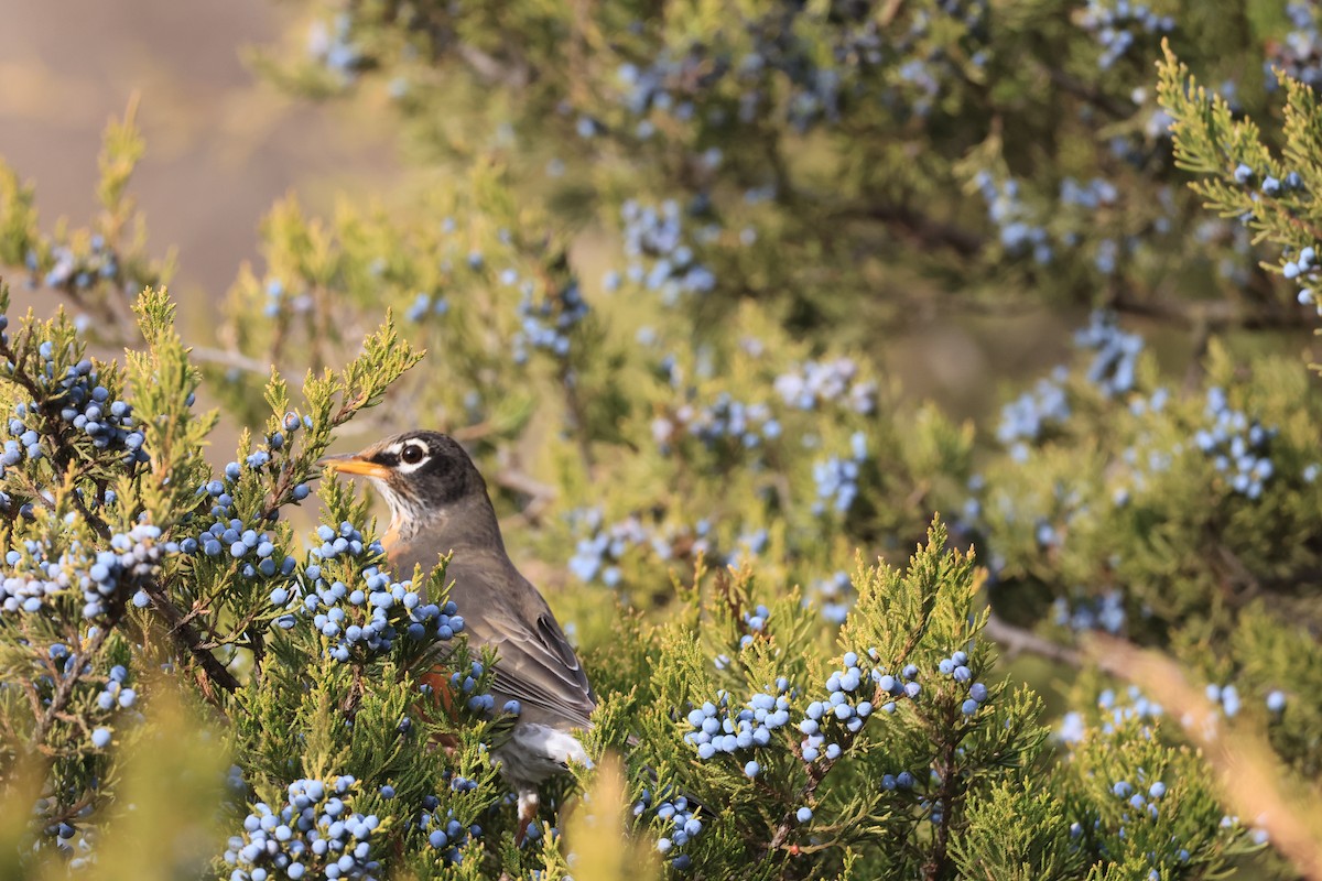 American Robin - ML646460396