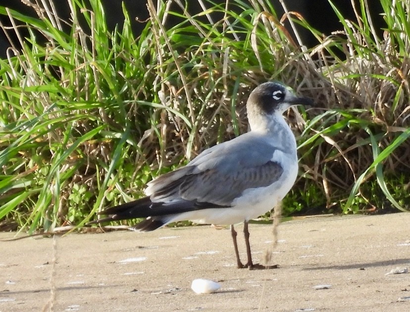 Franklin's Gull - ML646460398