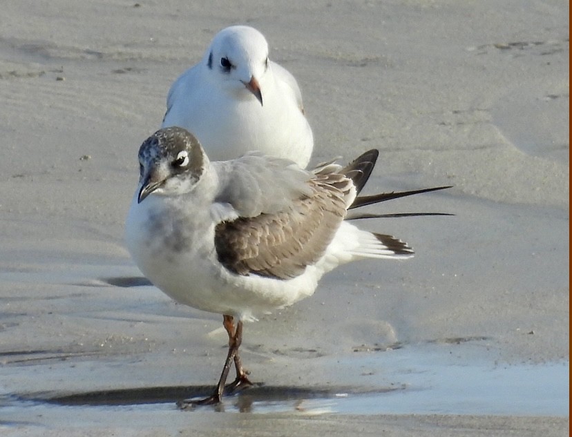 Franklin's Gull - ML646460399