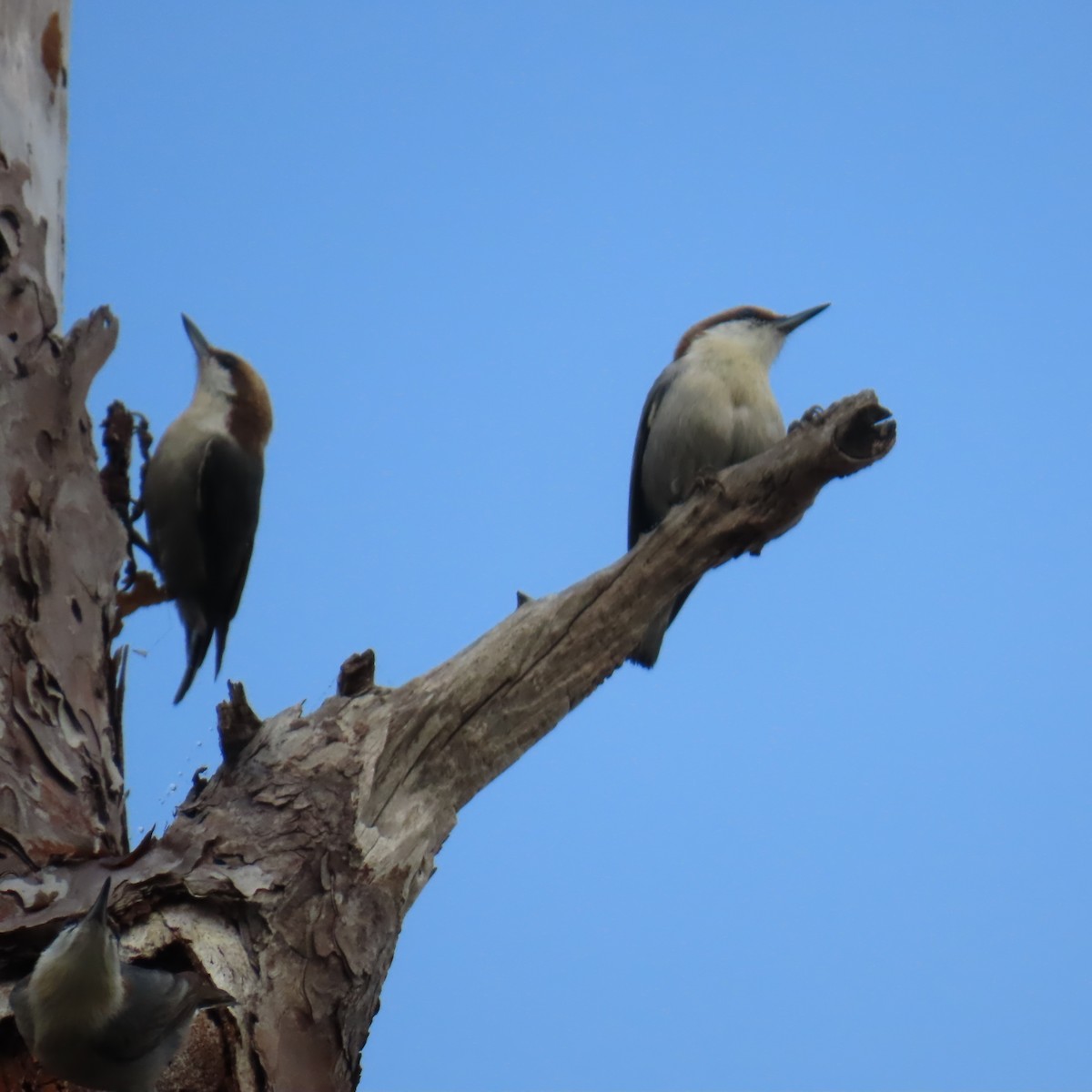 Boz Başlı Sıvacı - ML646460400