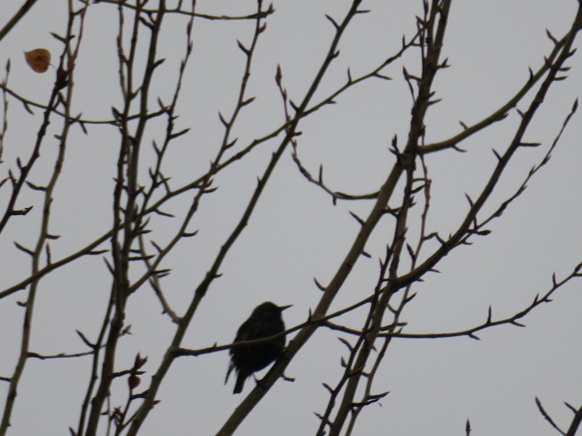 歐洲椋鳥 - ML646460401