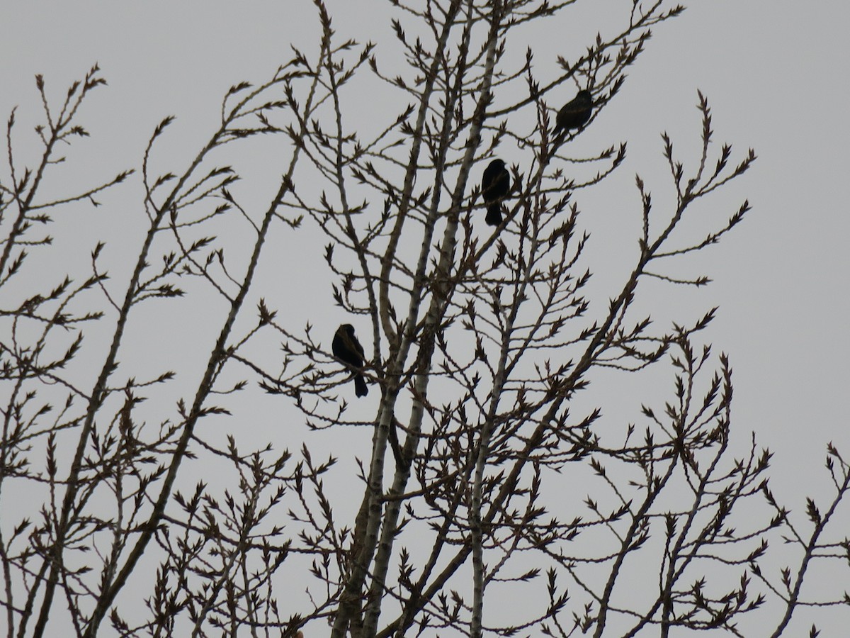 歐洲椋鳥 - ML646460402