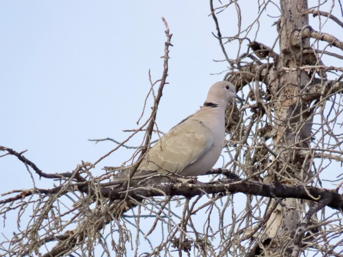 Eurasian Collared-Dove - ML646460403