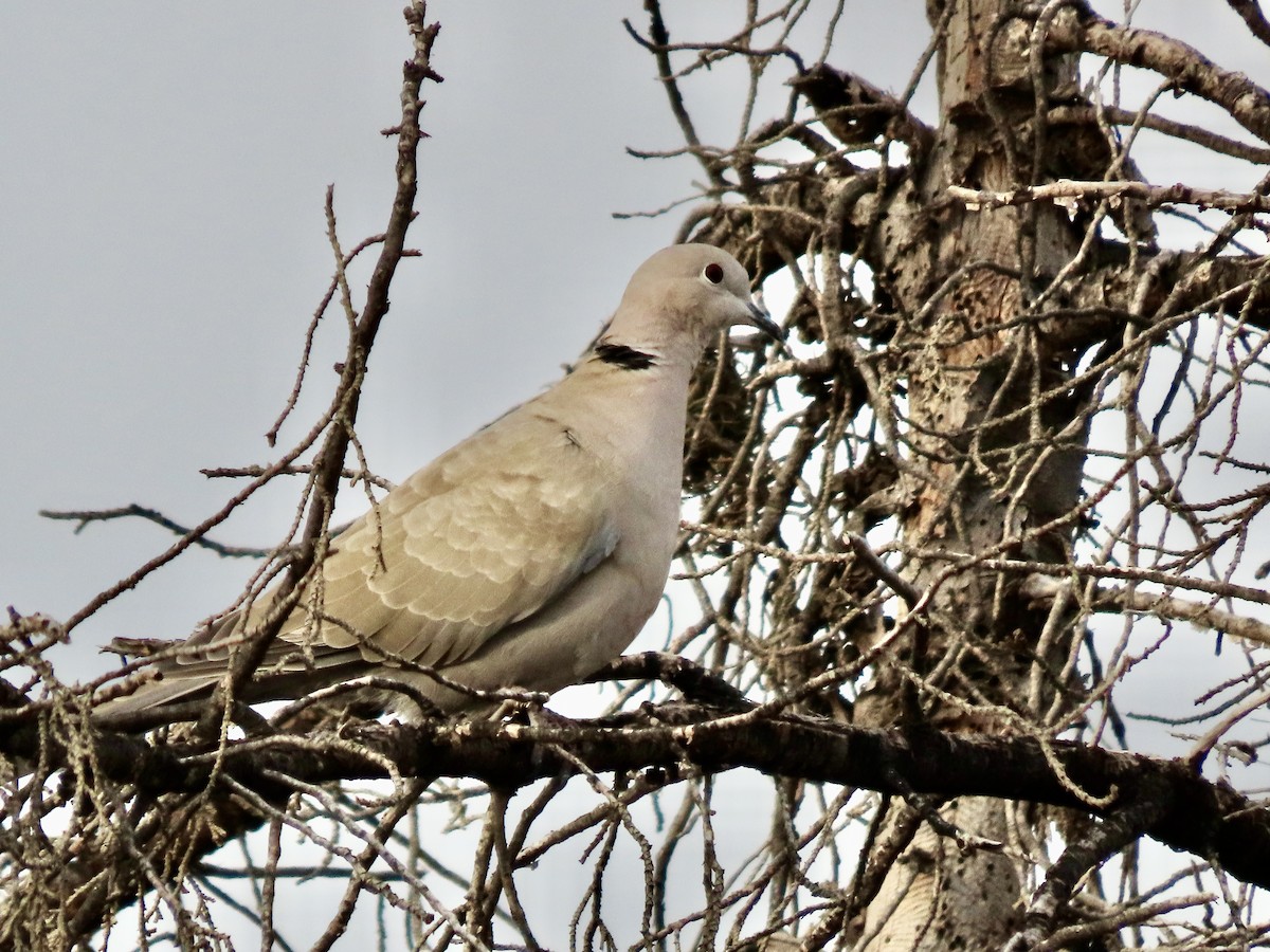 Eurasian Collared-Dove - ML646460404