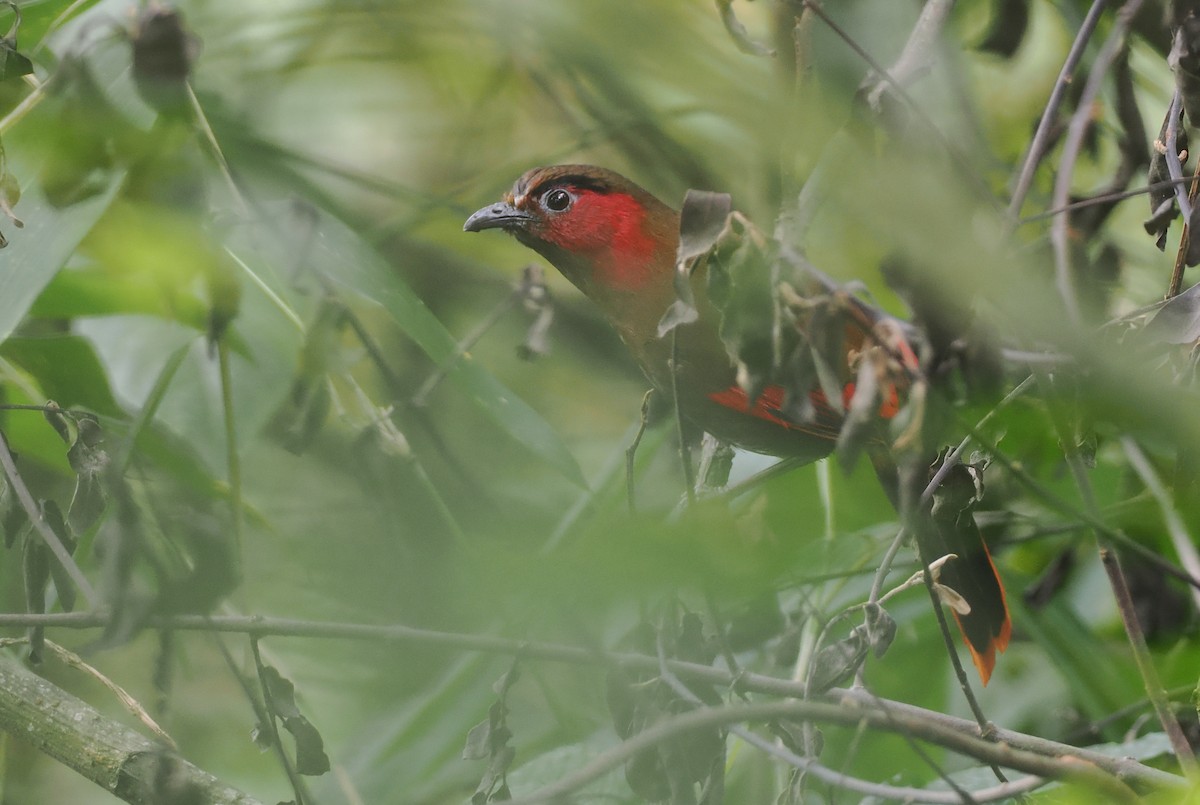 アカガオヤブドリ - ML646460405