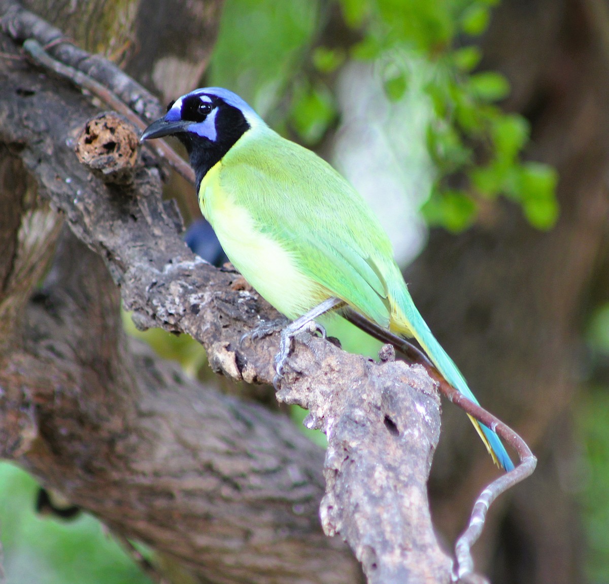 Yeşil Karga - ML646460406