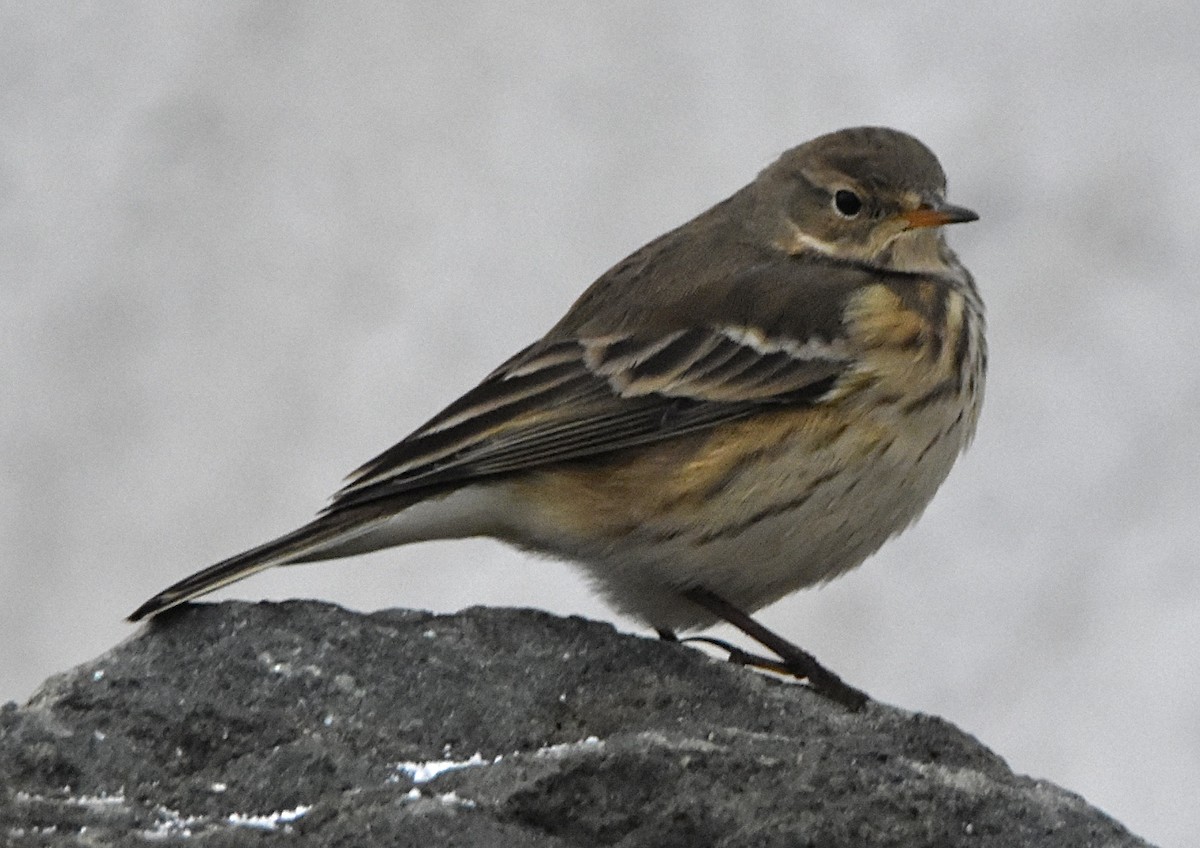 American Pipit - ML646460407