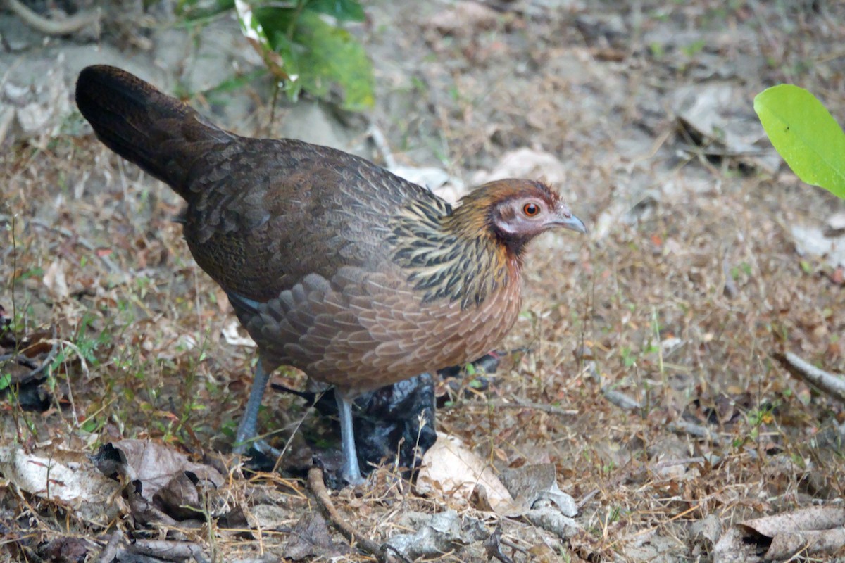 Red Junglefowl - ML646460413