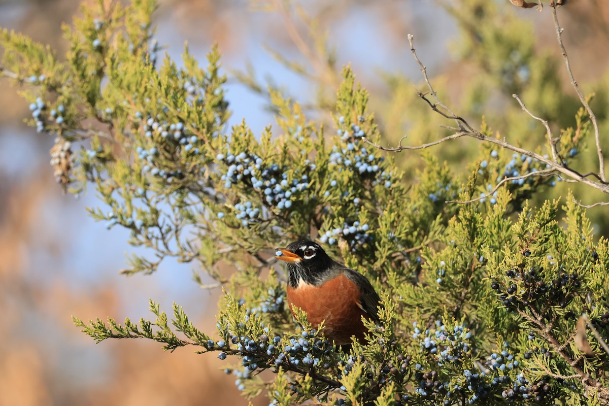American Robin - ML646460421