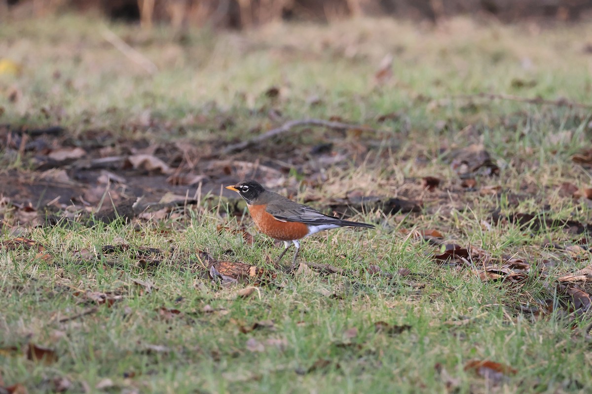 American Robin - ML646460422