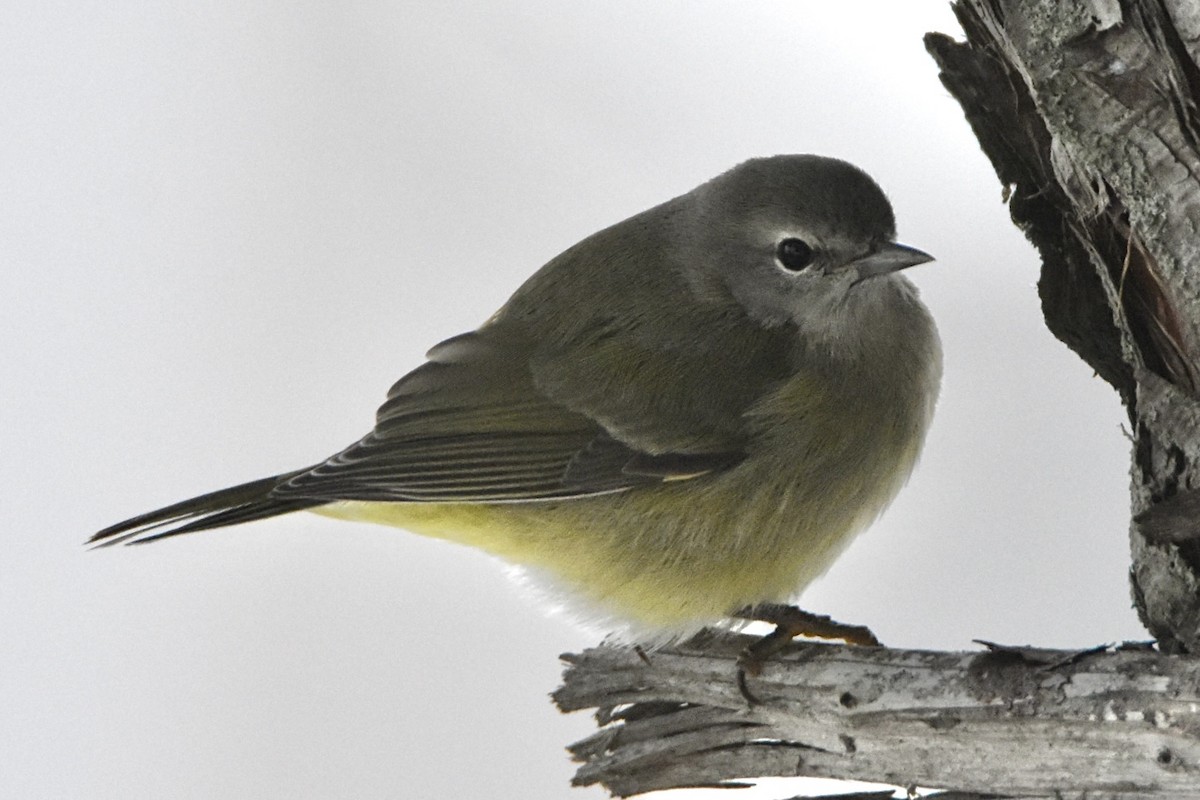 Orange-crowned Warbler - ML646460423