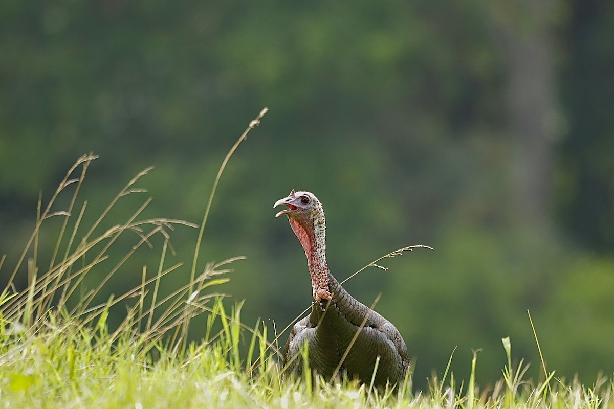 火雞 - ML646460424