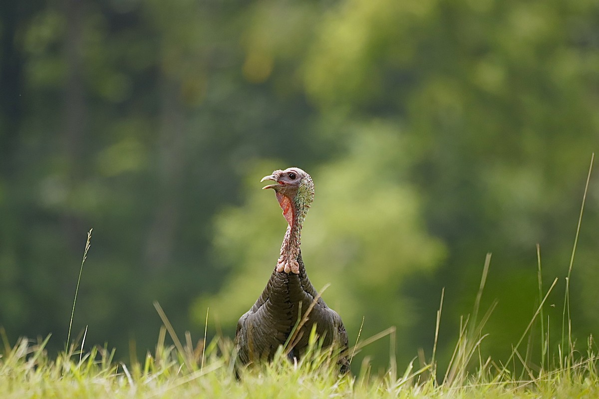 火雞 - ML646460425