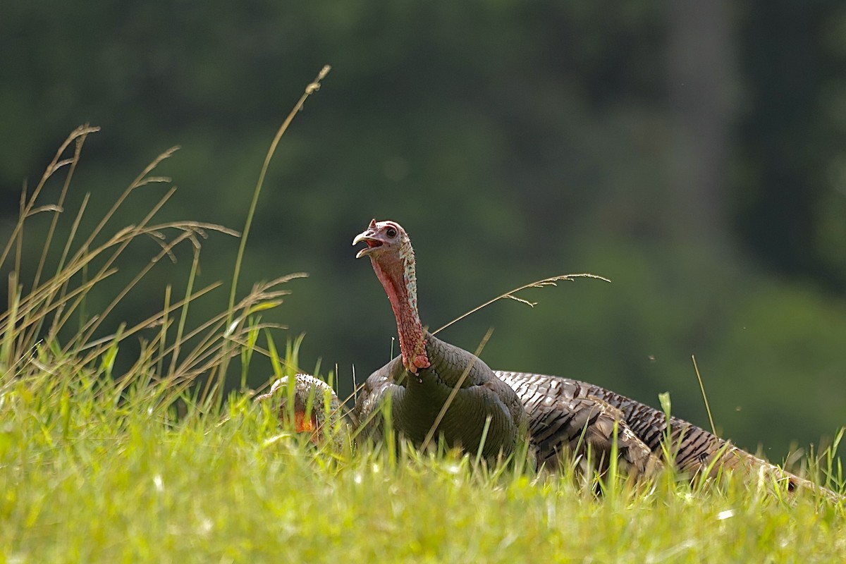 火雞 - ML646460426