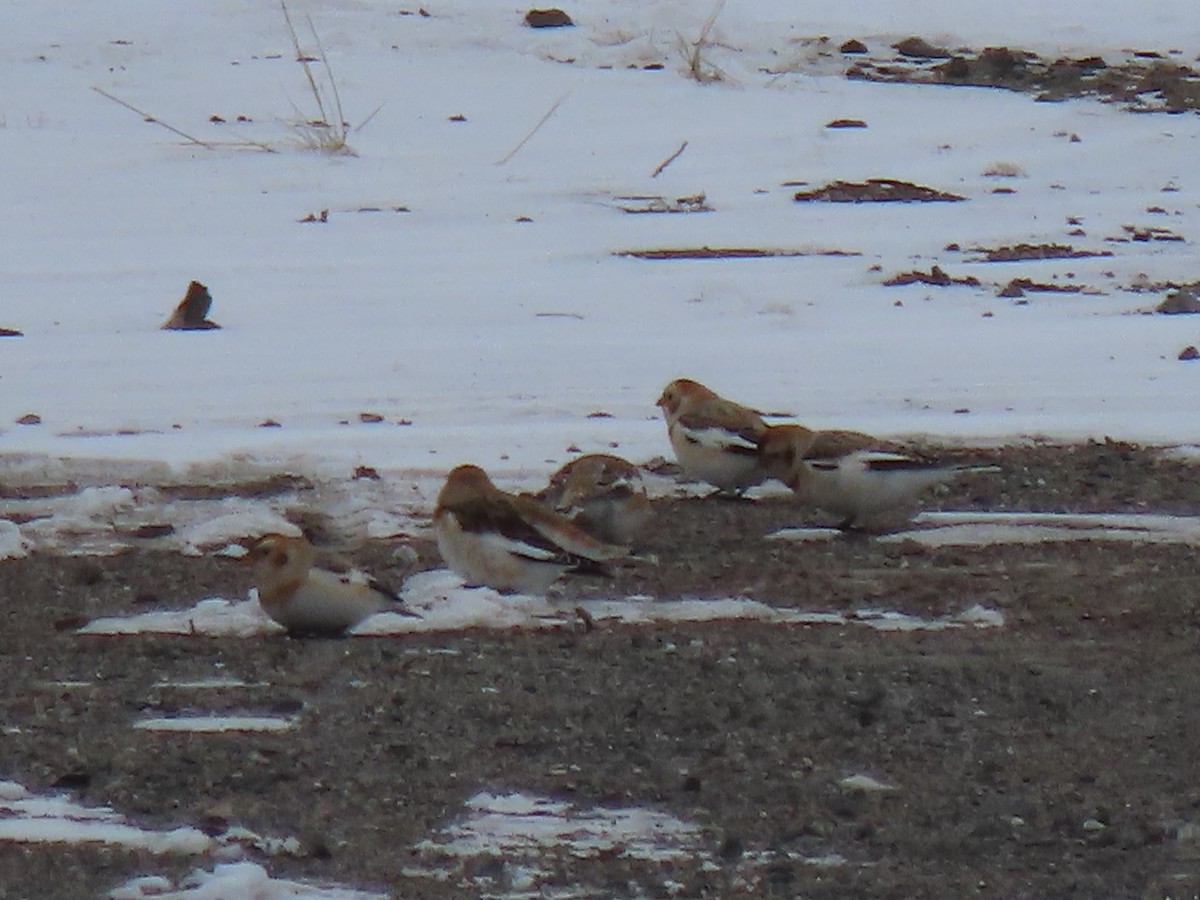 sněhule severní - ML646460427