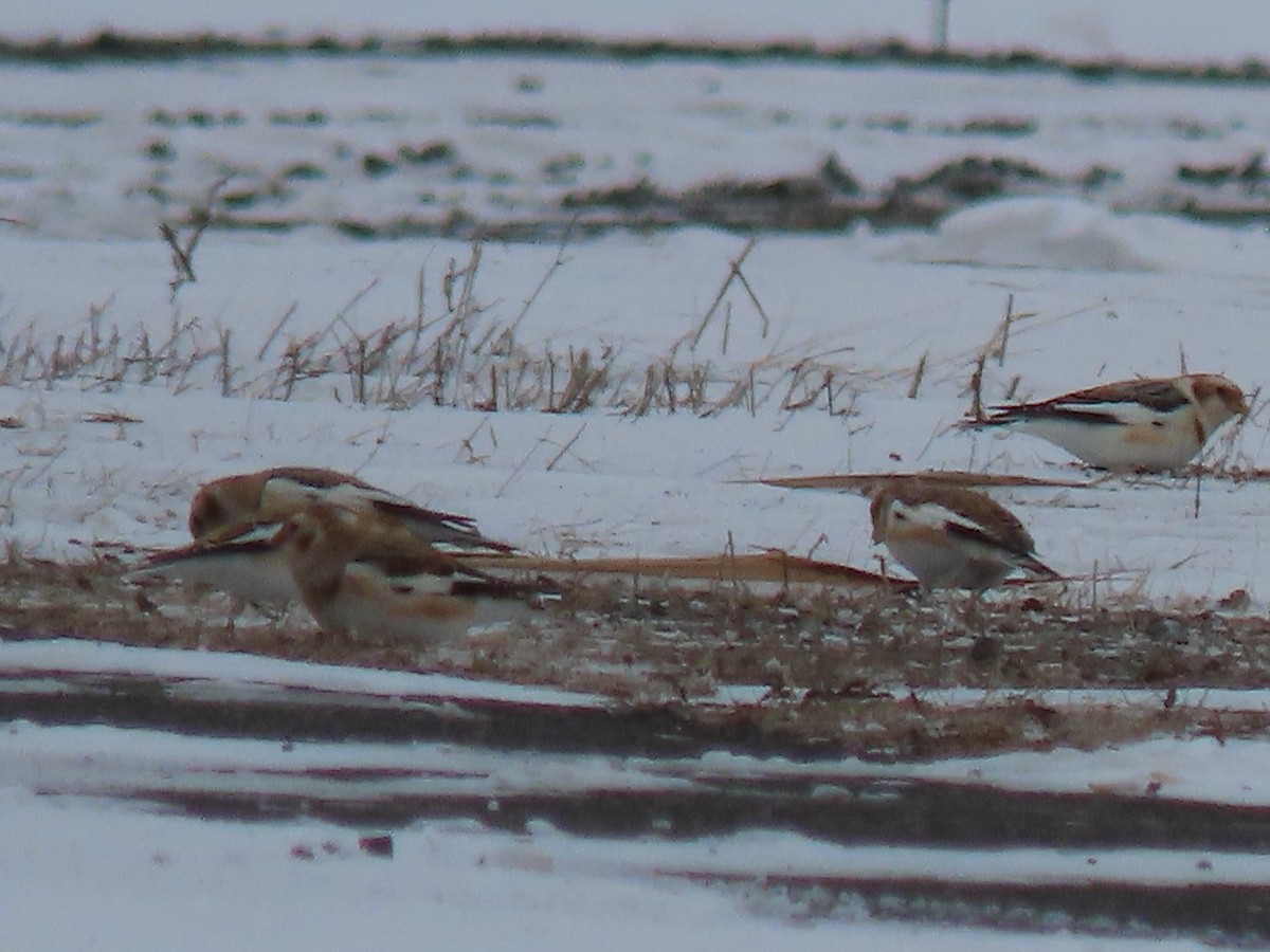 sněhule severní - ML646460428