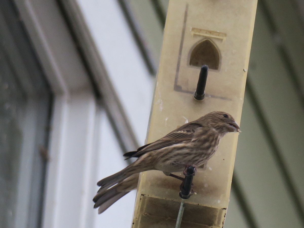 House Finch - ML646460431