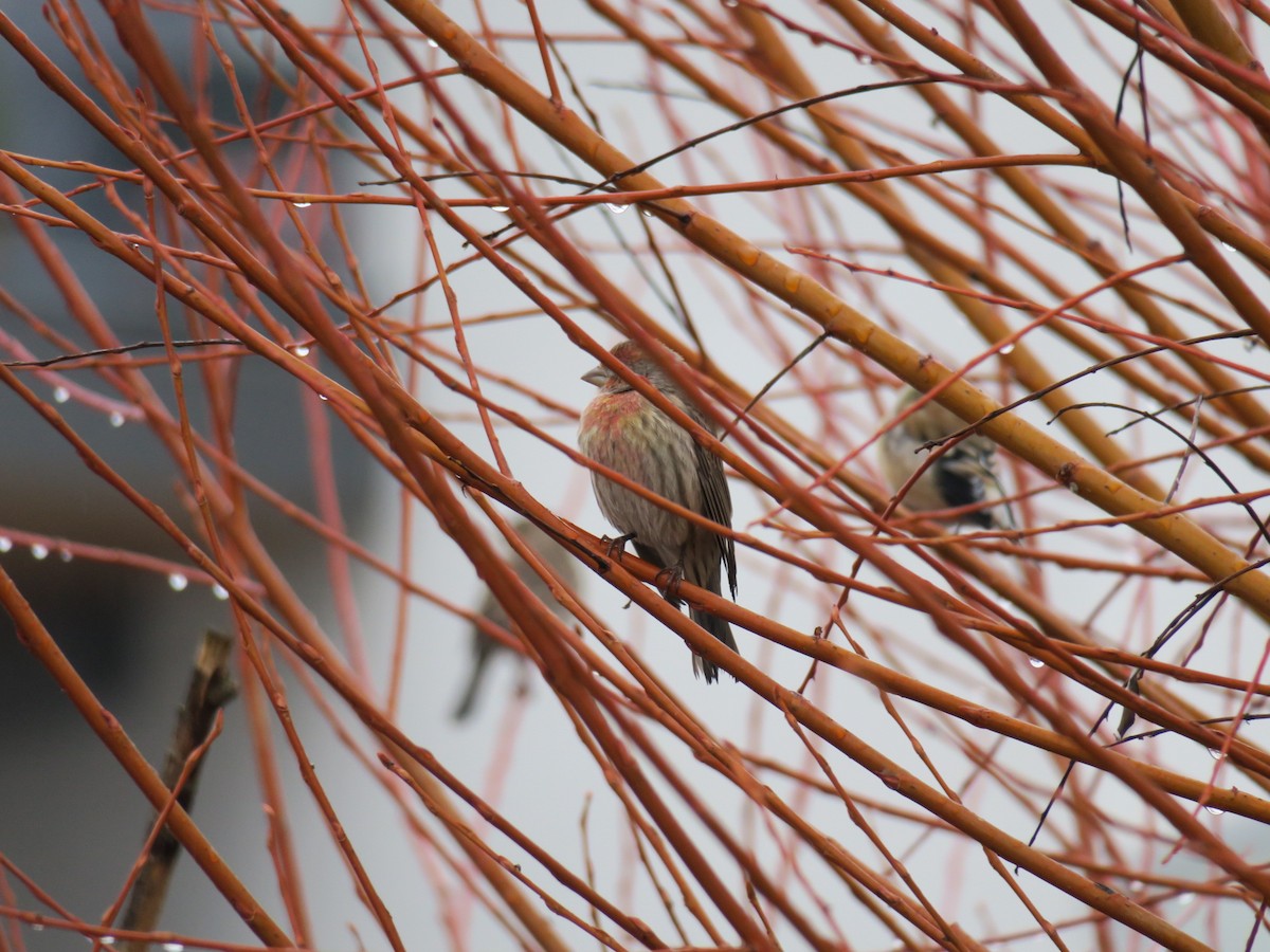 House Finch - ML646460432