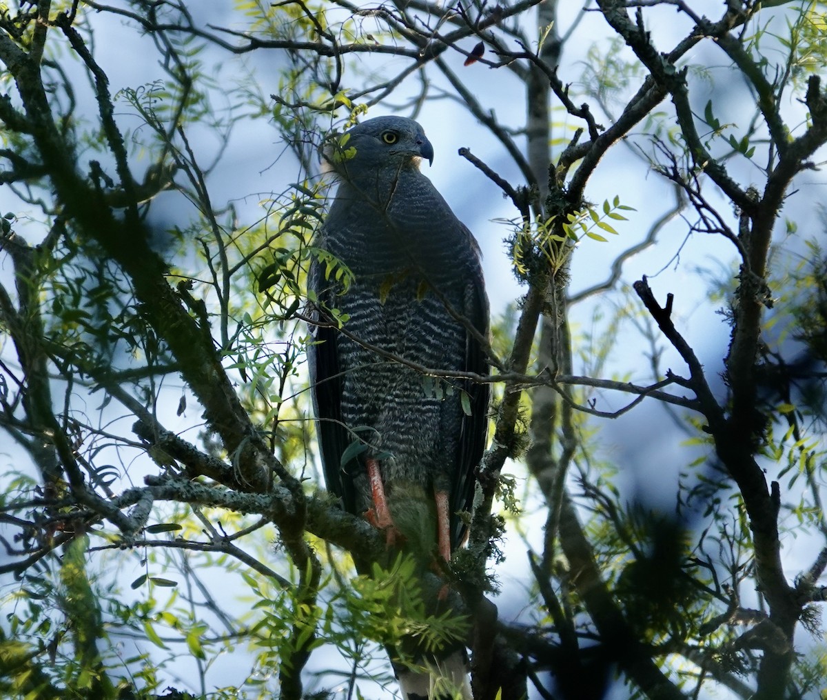 Crane Hawk - ML646460433