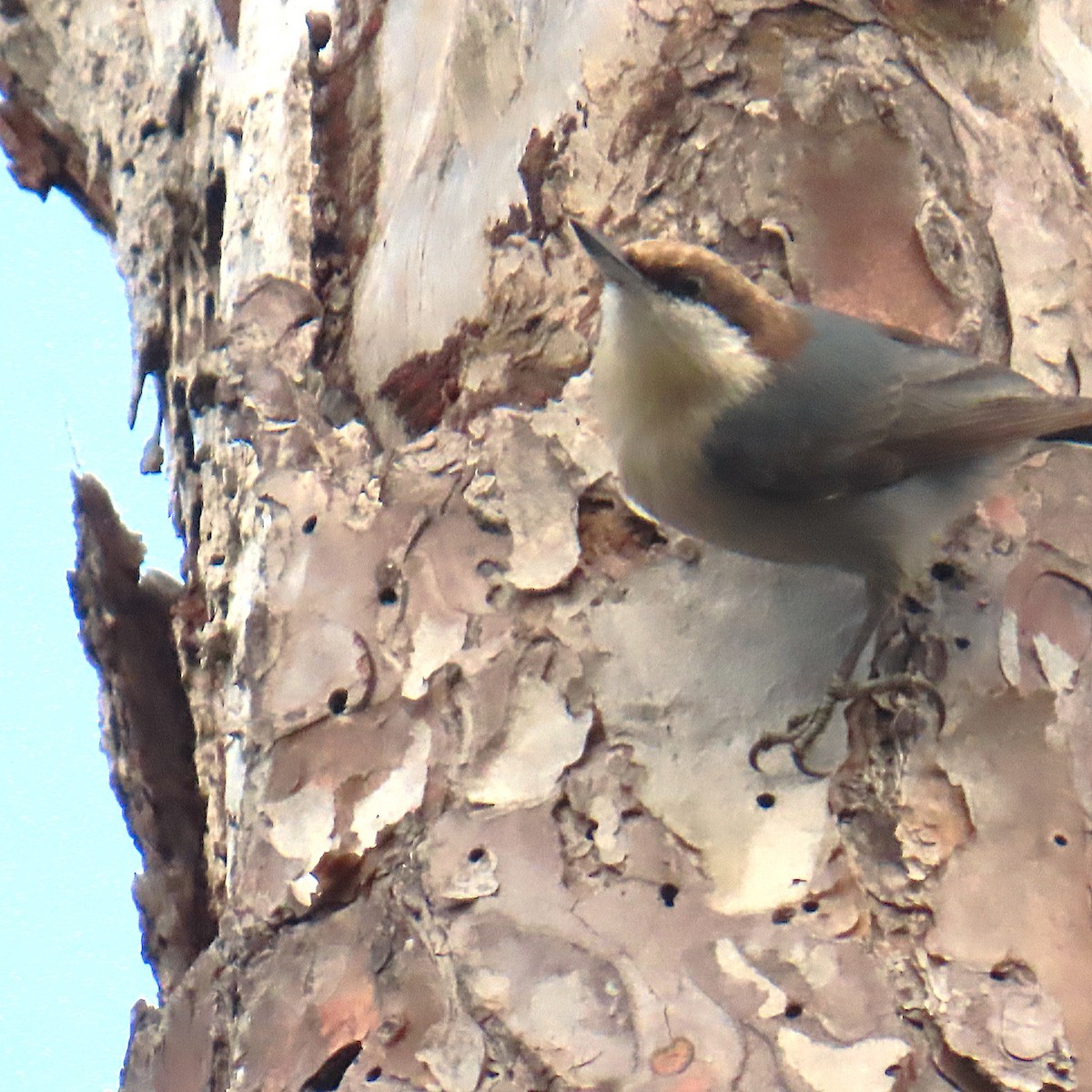 Boz Başlı Sıvacı - ML646460434